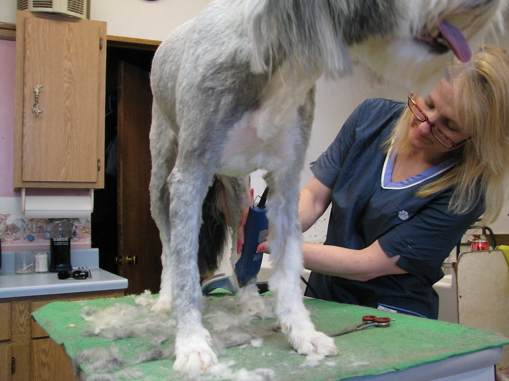 dog being shaved and groomed in our studio in Poole